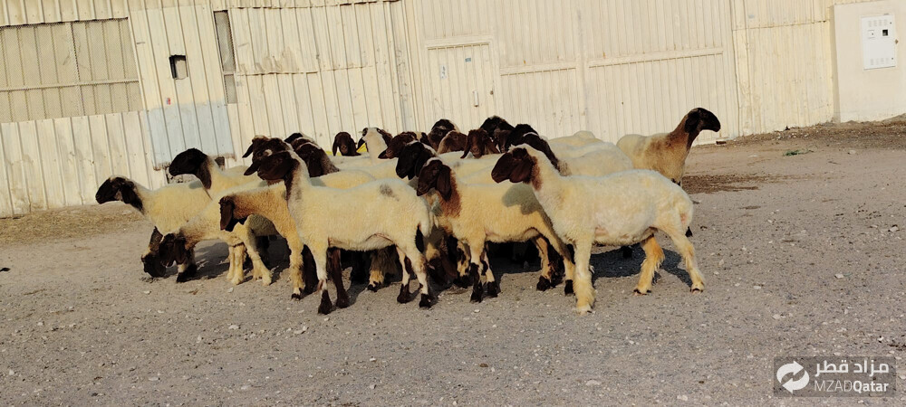 للبيع رخال سوريه دبس طيبه - 3