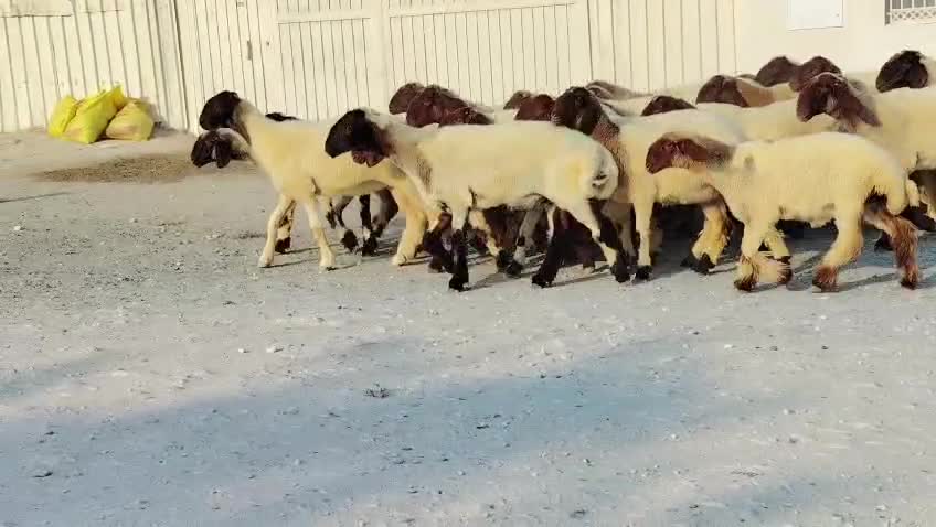 للبيع رخال سوريه دبس طيبه - 1