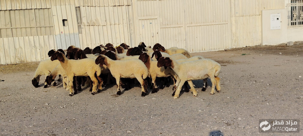 للبيع رخال سوريه دبس طيبه - 4