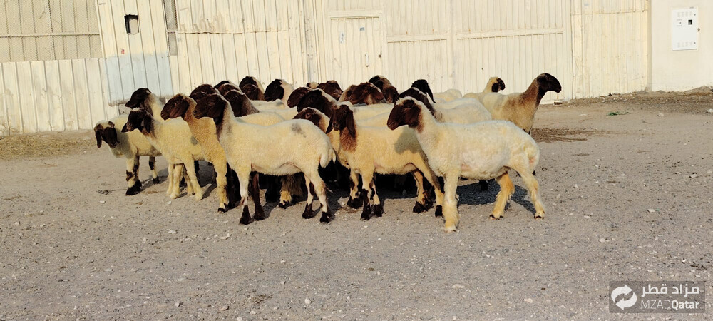 للبيع رخال سوريه دبس طيبه - 2