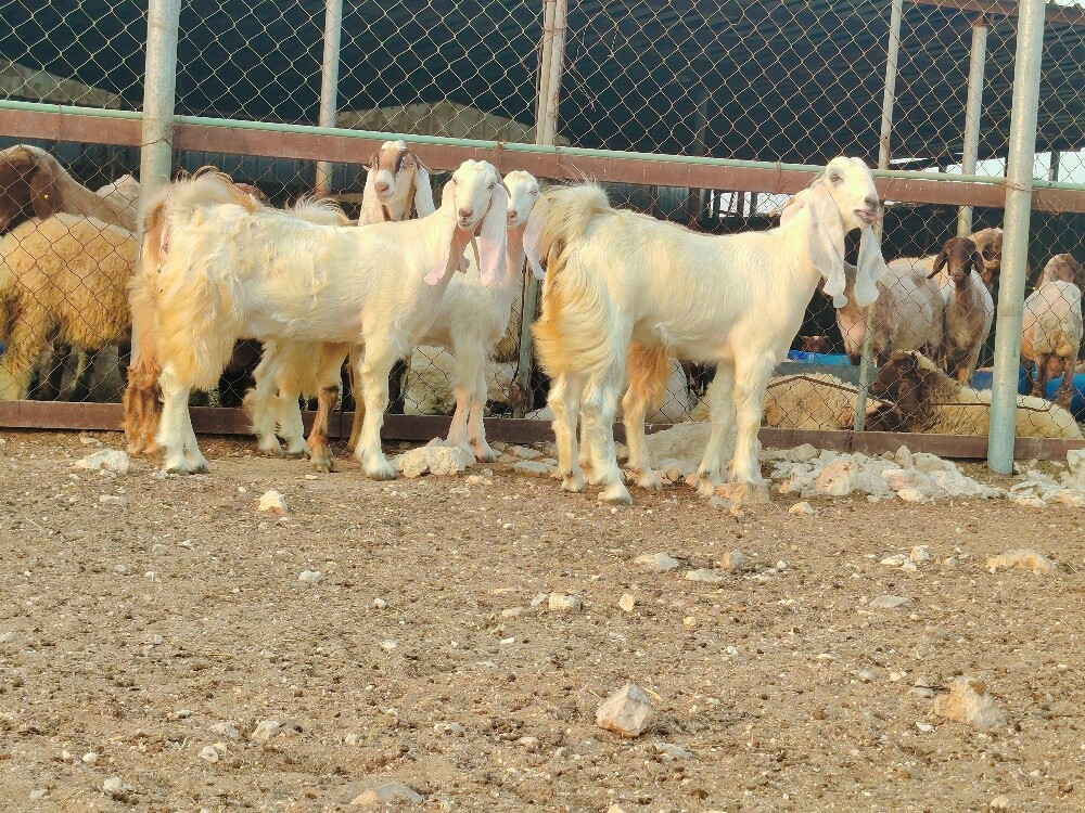 جمد مطورات بيض طيبه فاخره - 3