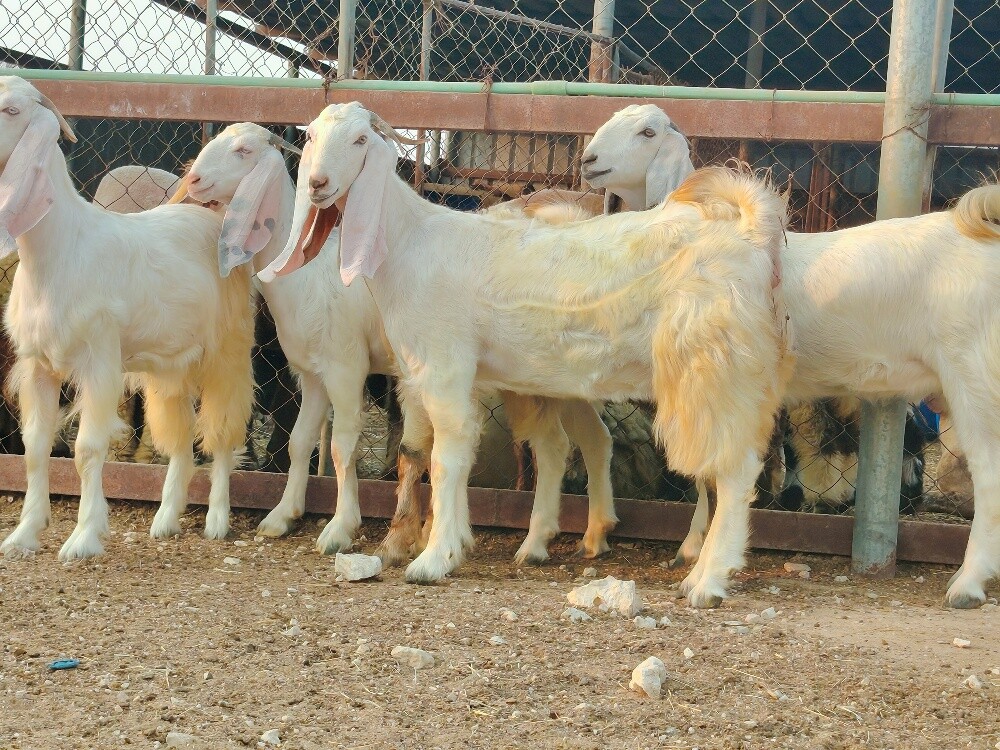 جمد مطورات بيض طيبه فاخره - 4