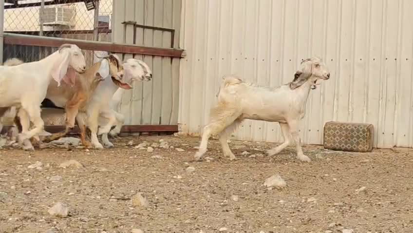 جمد مطورات بيض طيبه فاخره - 6