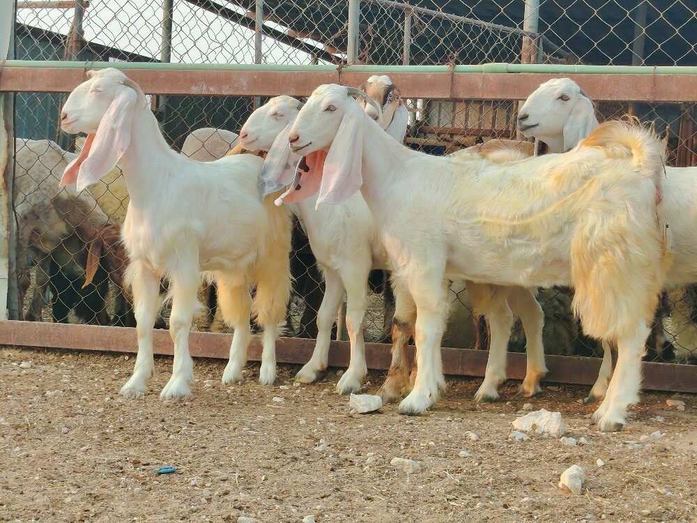 جمد مطورات بيض طيبه فاخره - 2