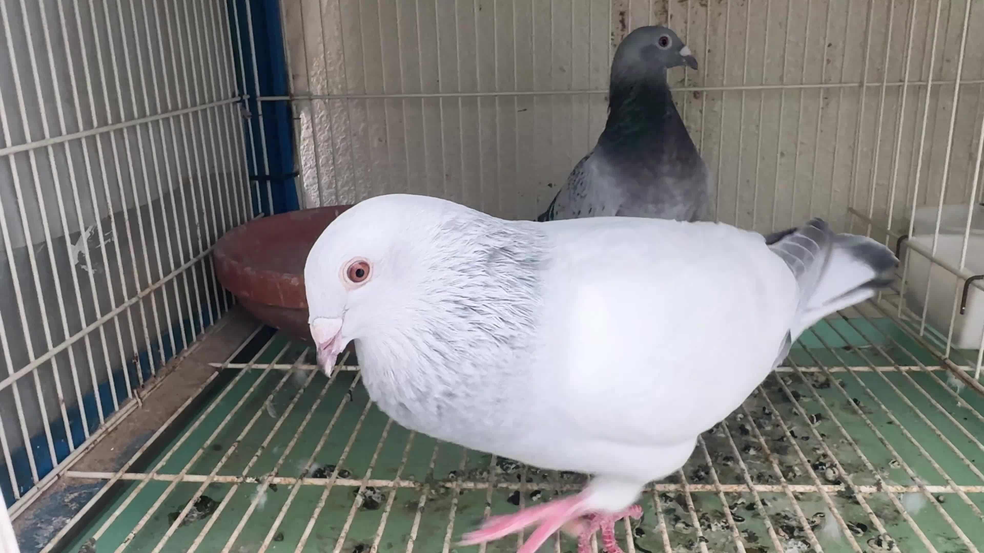 Zajal breeding pair with eggs - 1
