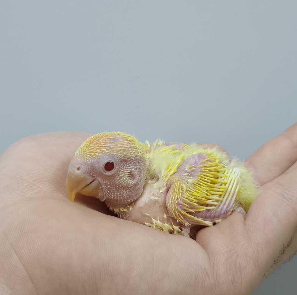 opline orange rose chick - 1