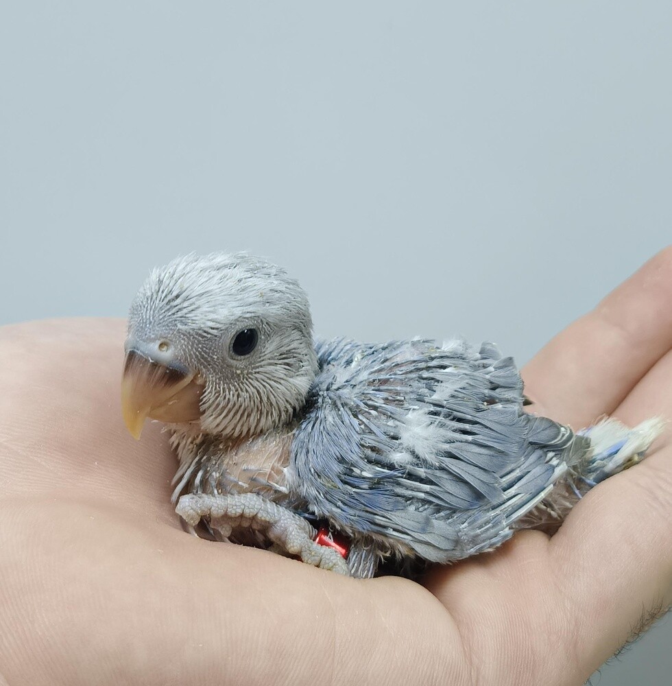 opline orange rose chick - 2