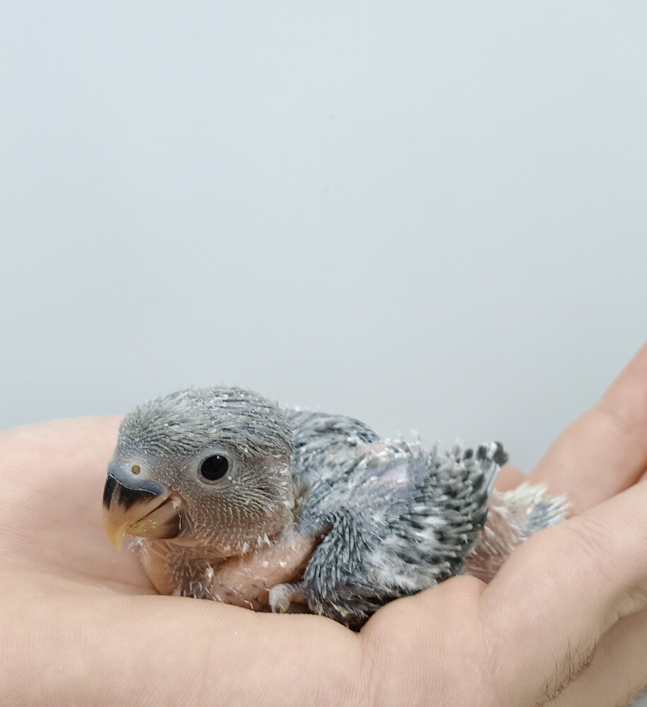 opline orange rose chick - 3