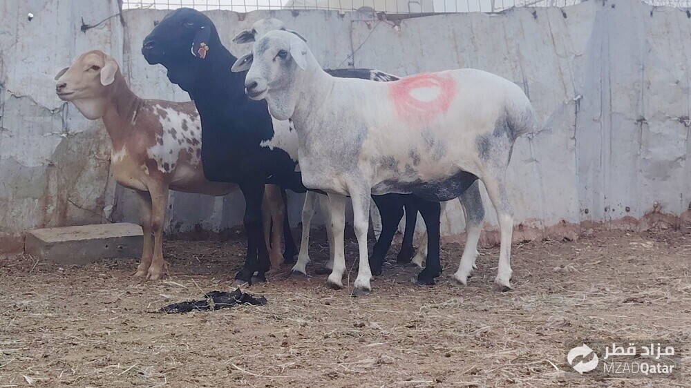 للبيع شويهات بربر طيبه دفيع شرط - 2