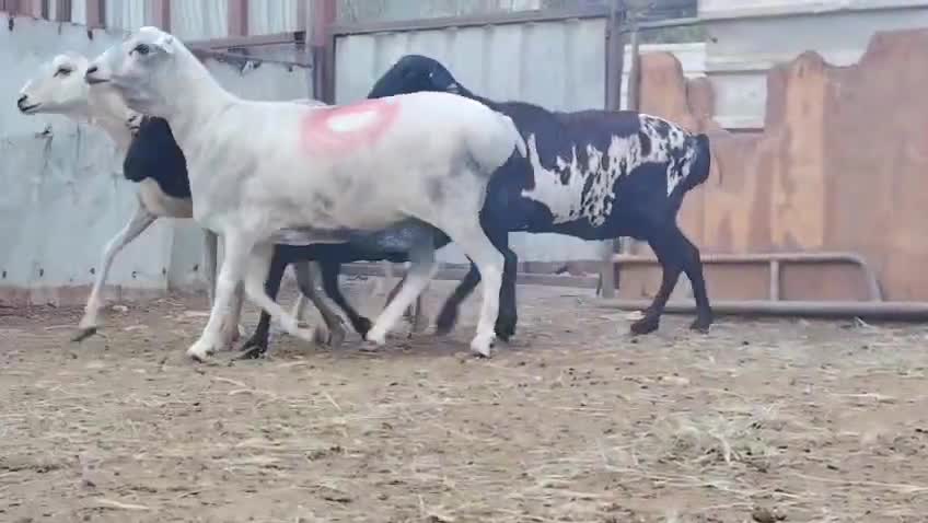 للبيع شويهات بربر طيبه دفيع شرط - 1
