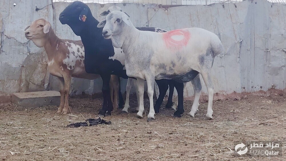 للبيع شويهات بربر طيبه دفيع شرط - 3