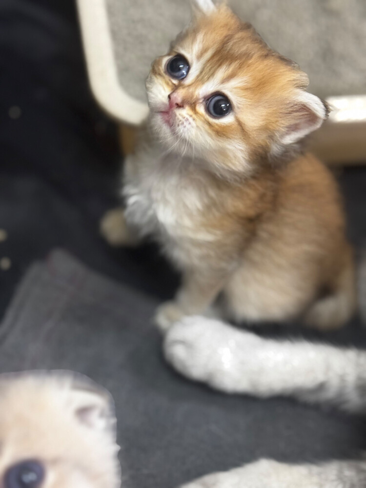 scotch Pure Kittens - 2