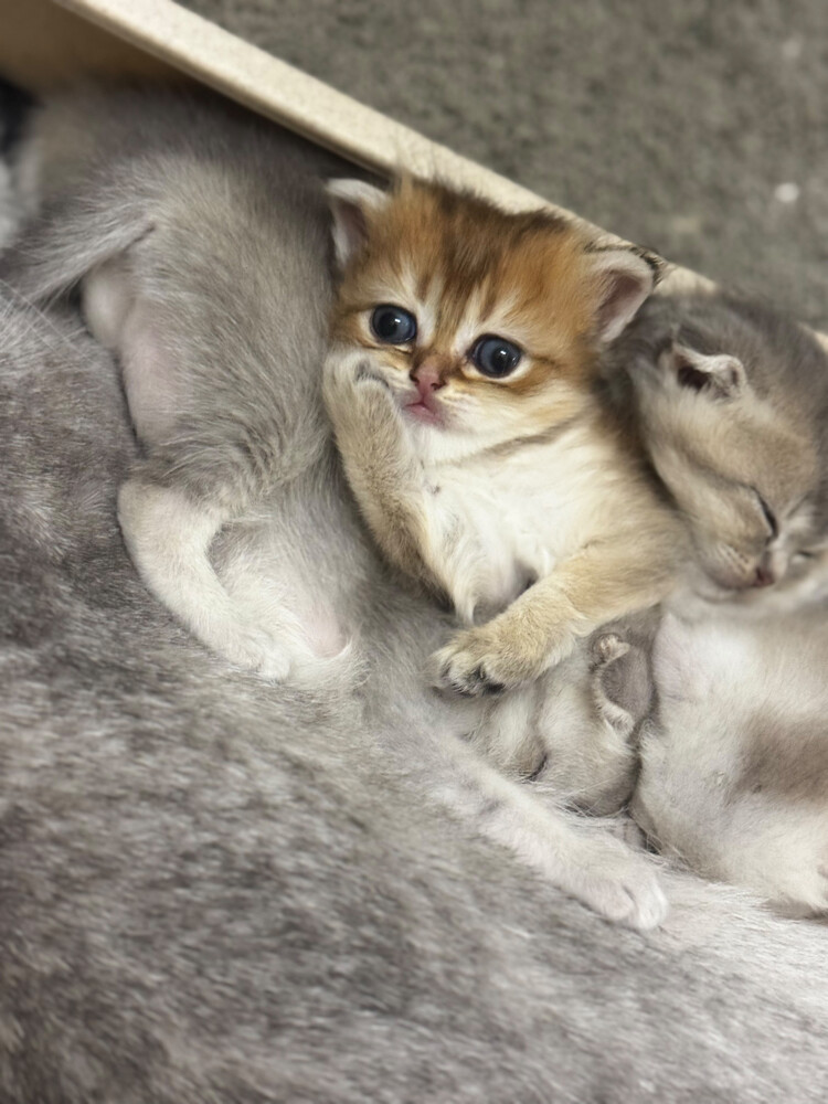scotch Pure Kittens - 1