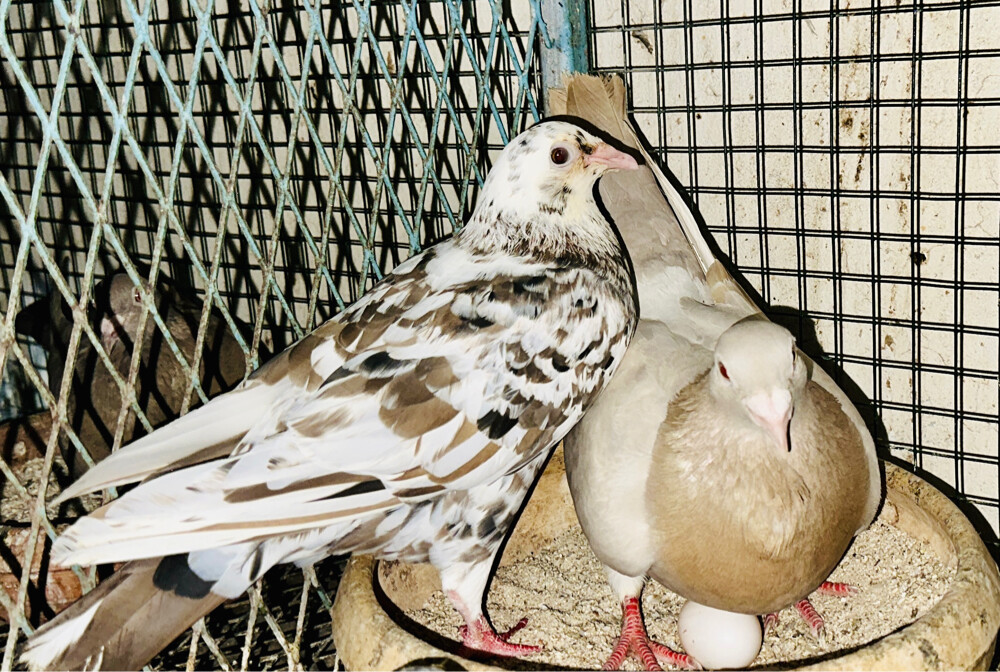 جوز زاجل الموند منتجين - 1