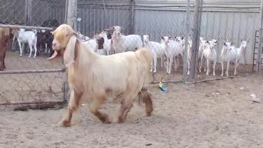 للبيع فحل عرضي اصفر - 1
