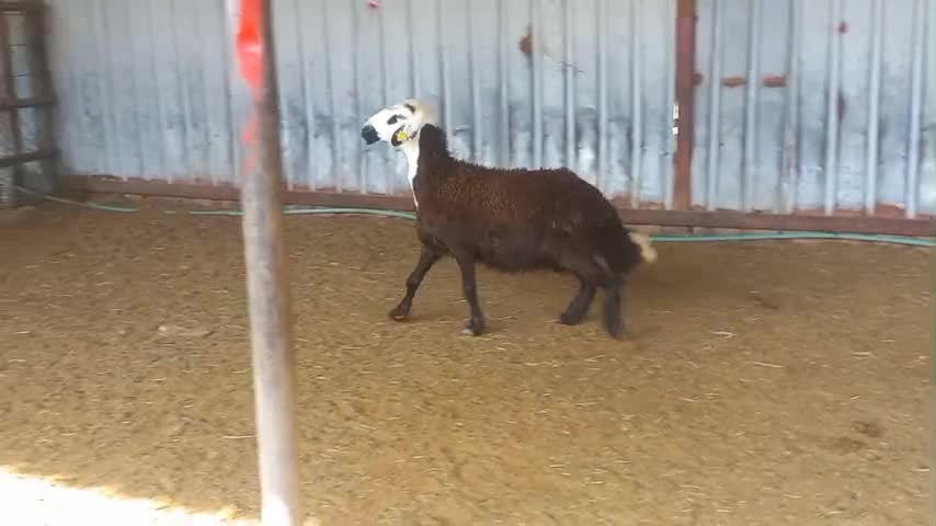 للبيع شاه عربيه حجريه دفيع شرط - 1
