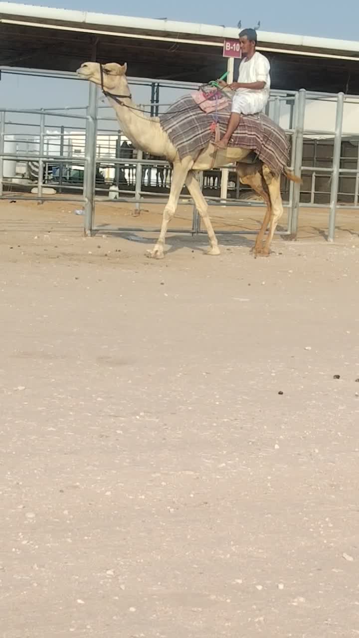 قليصه طبيع على الشروط - 1