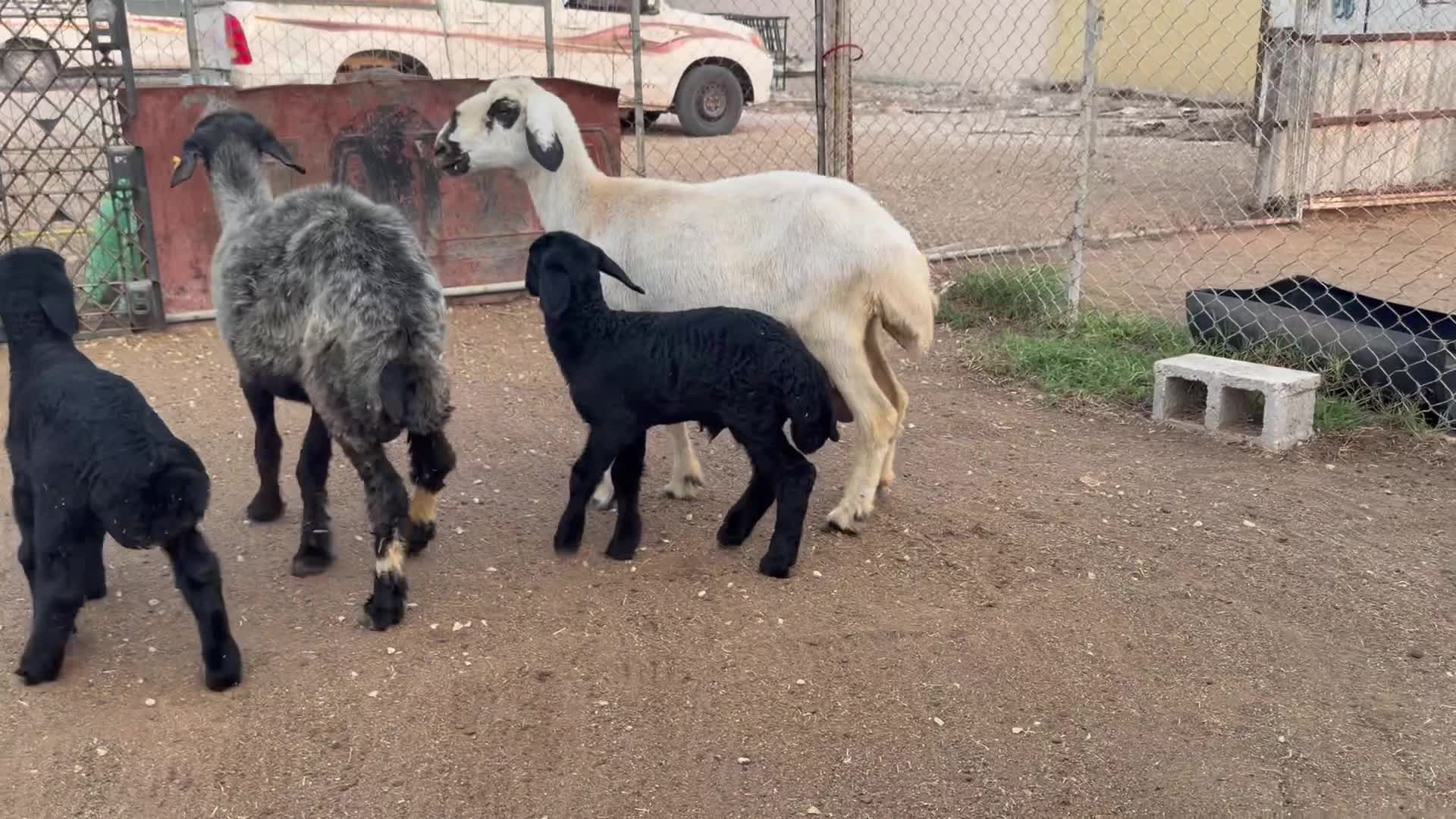 للبيع شويهات عرب وليد طيبه - 3