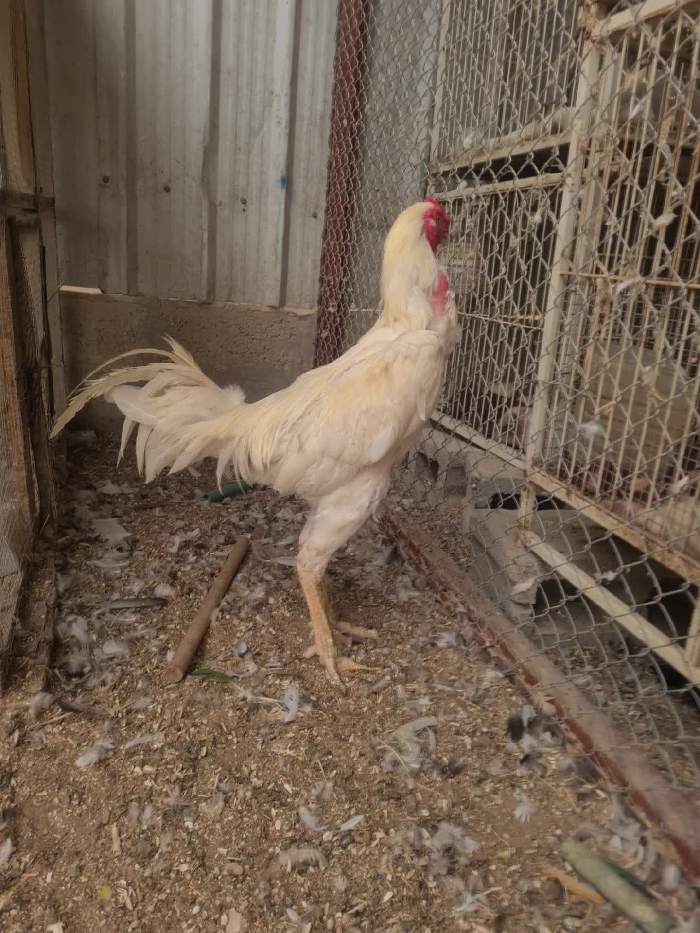 ديك هندي أبيض حجم جامبو - 1