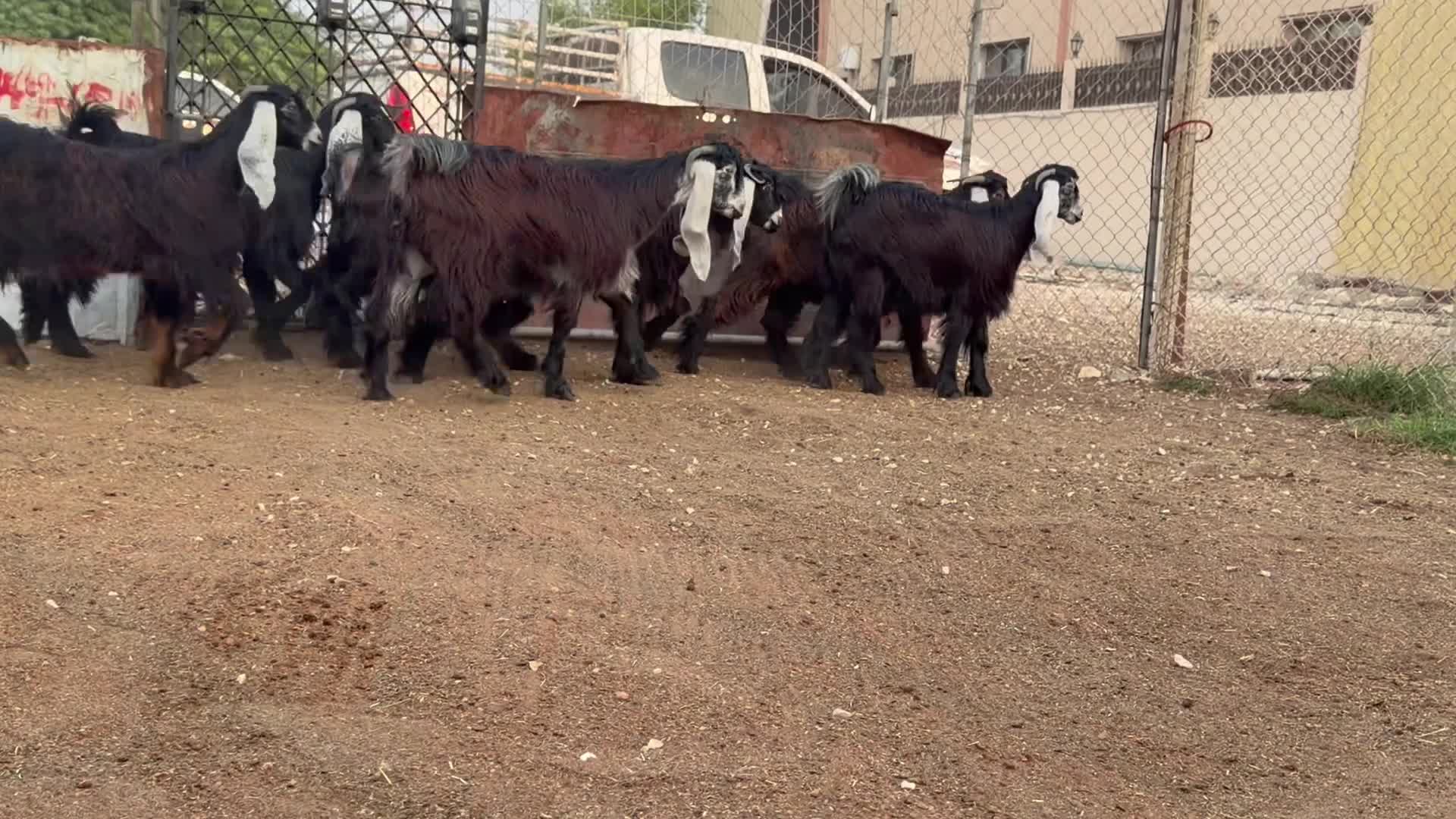 للبيع - 3