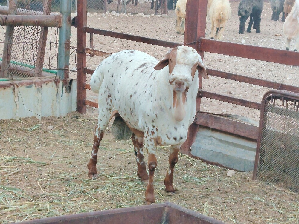 للبيع فحل بربري نمري أفريقي - 2