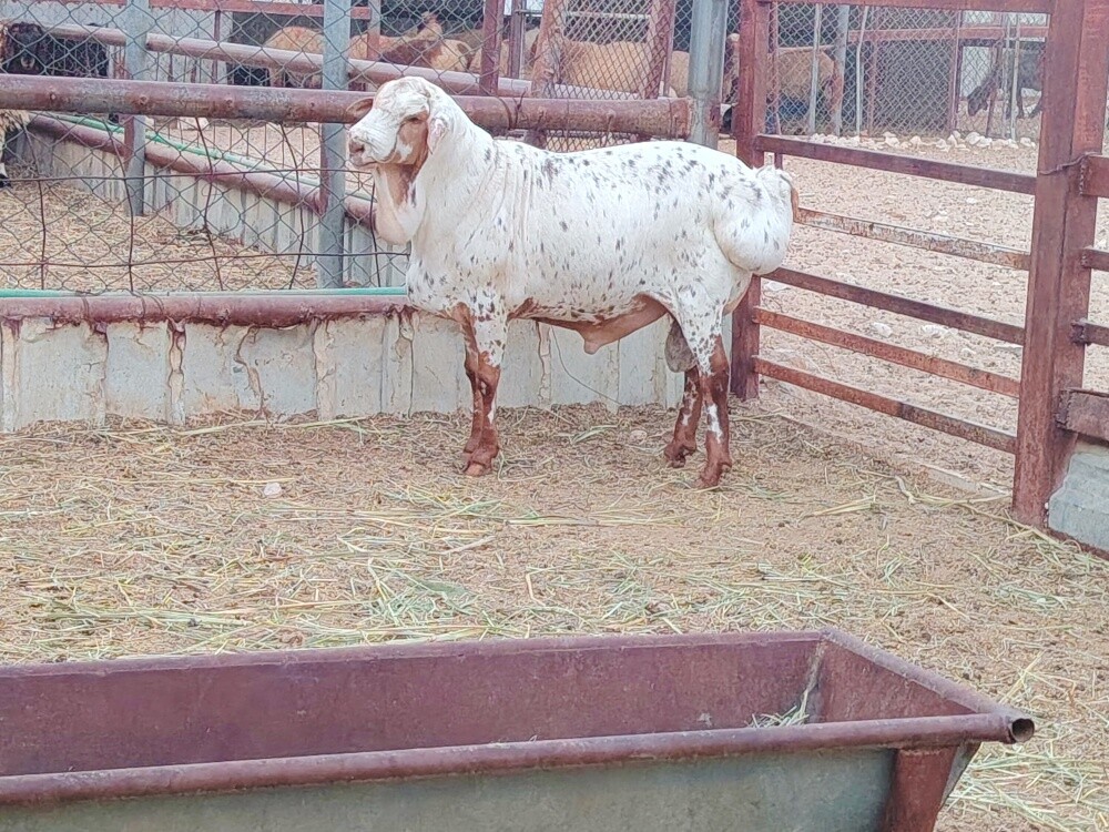 للبيع فحل بربري نمري أفريقي - 1