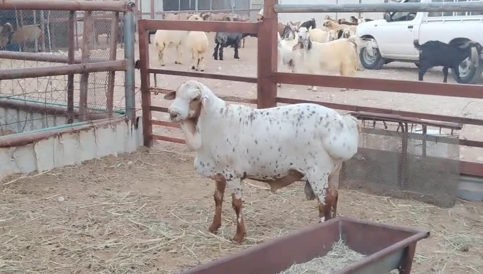 للبيع فحل بربري نمري أفريقي - 5