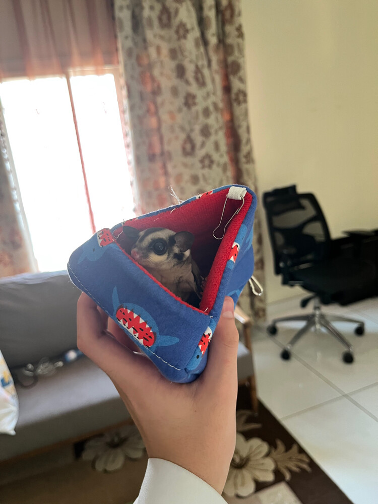 شوقر قلايدر - 3