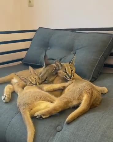 Carac kitten for sale - 1