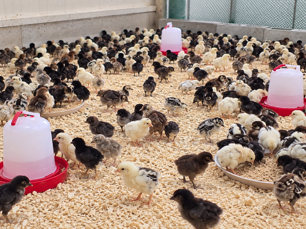 Local Baladi Chicks – Quail – Quail - 2