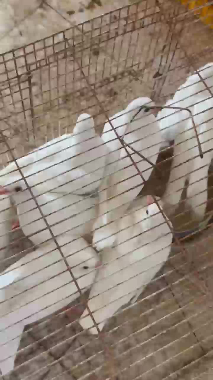 La-Haaam Pigeons For sell - 1
