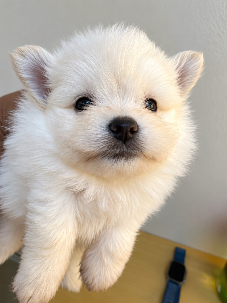 Pomeranian Puppies - 2