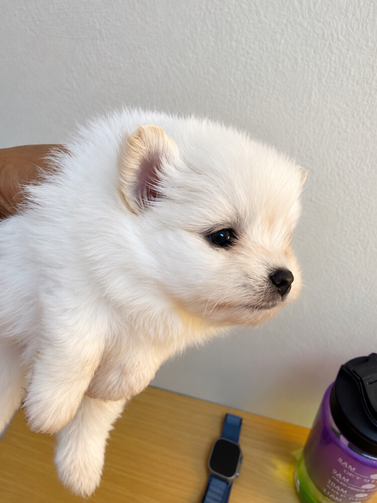 Pomeranian Puppies - 4