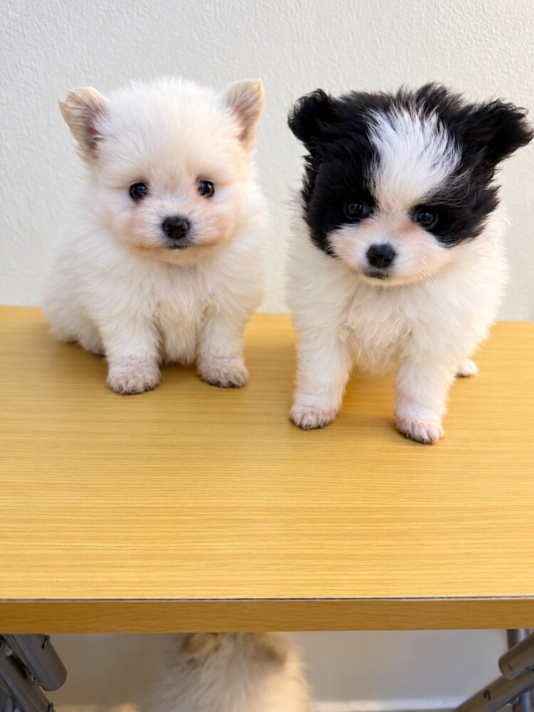 Pomeranian Puppies - 5
