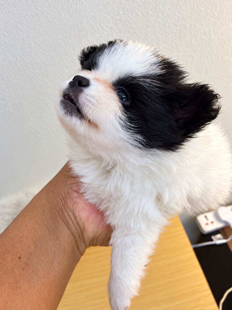 Pomeranian Puppies - 3