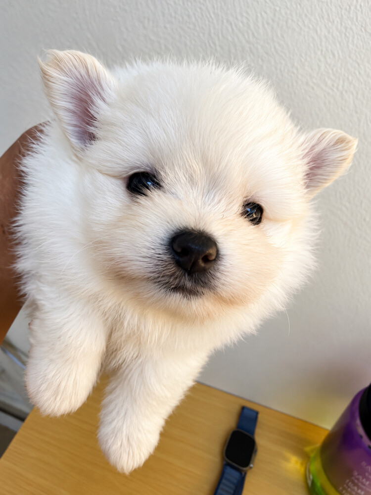 Pomeranian Puppies - 1