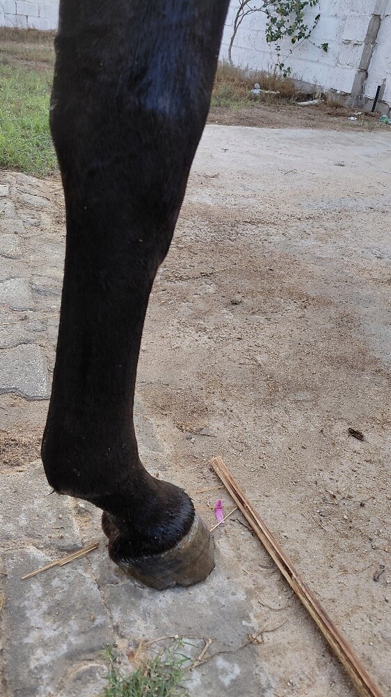 pure.. Black horse all type  riding - 3