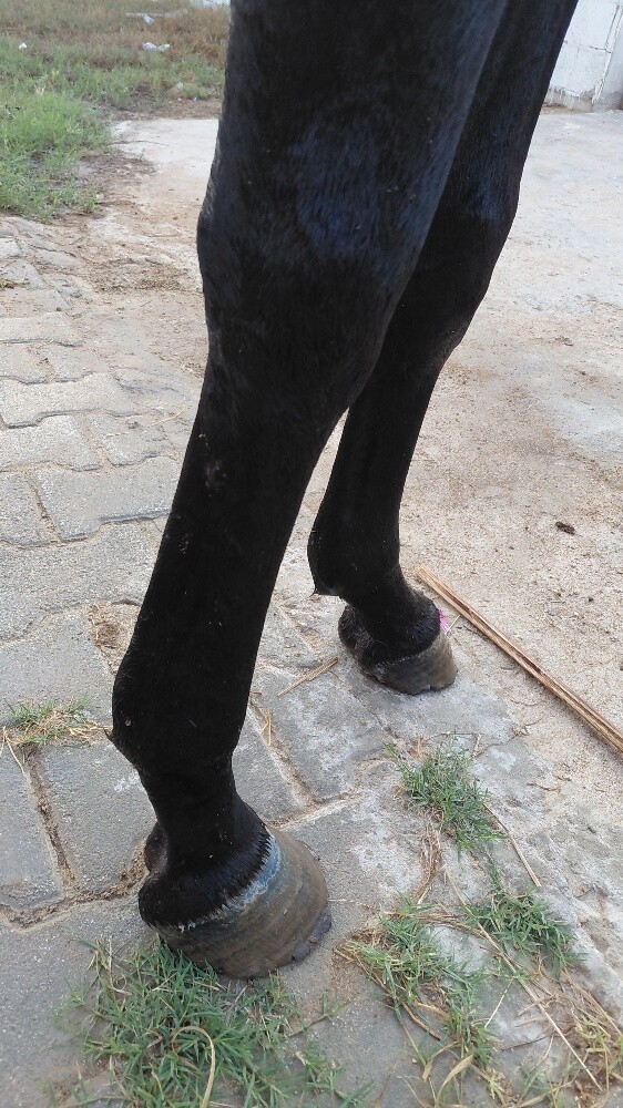 pure.. Black horse all type  riding - 2