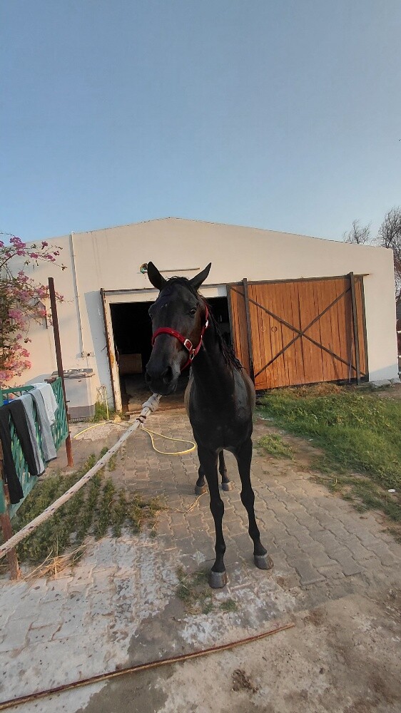 pure.. Black horse all type  riding - 5
