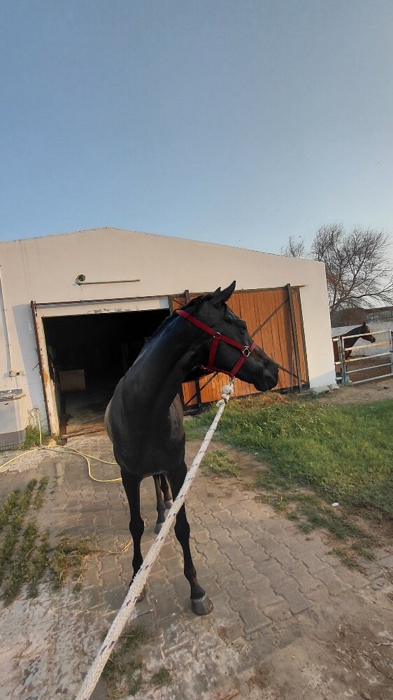 pure.. Black horse all type  riding - 9