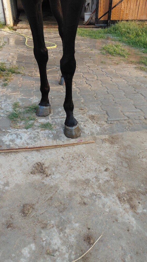 pure.. Black horse all type  riding - 4