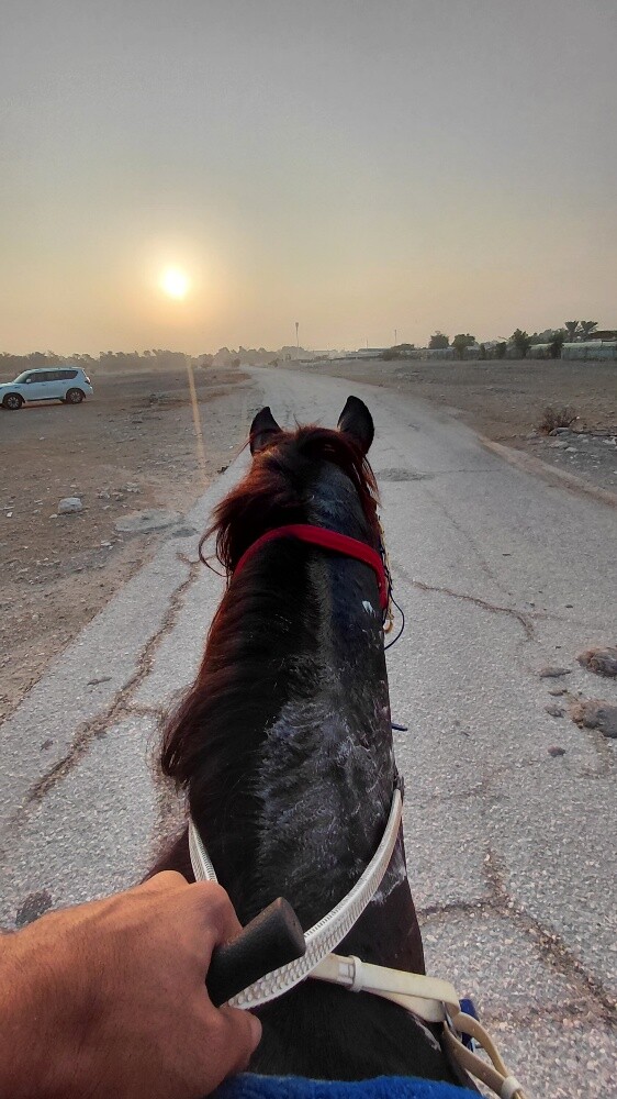 pure.. Black horse all type  riding - 8