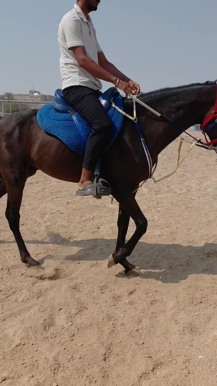 pure.. Black horse all type  riding - 10