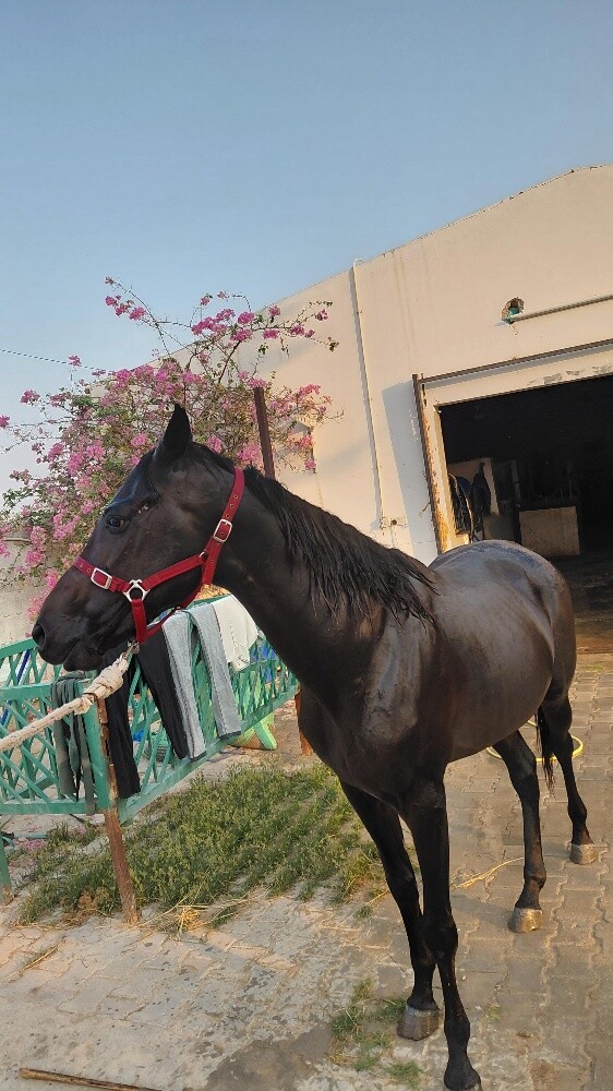 pure.. Black horse all type  riding - 6