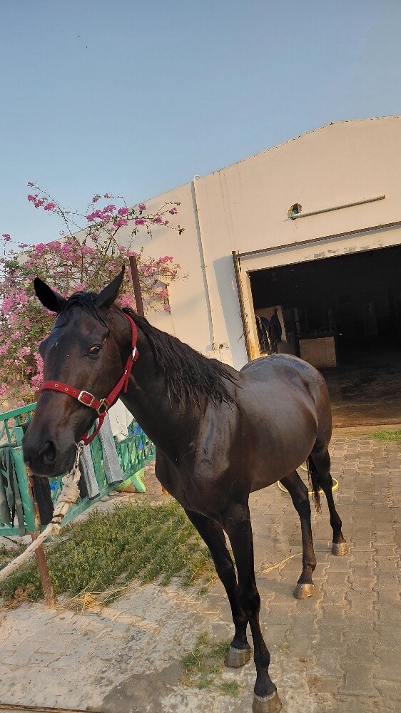 pure.. Black horse all type  riding - 7
