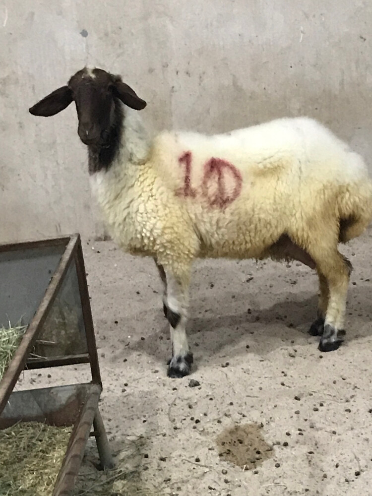 شاه طيبه - 1