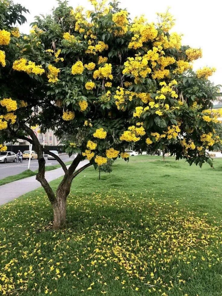 مزارع - 2