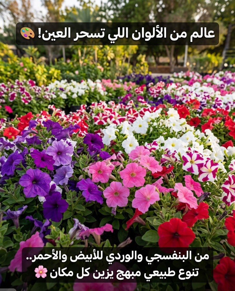 زراعه الورود والاشجار والنخيل - 1