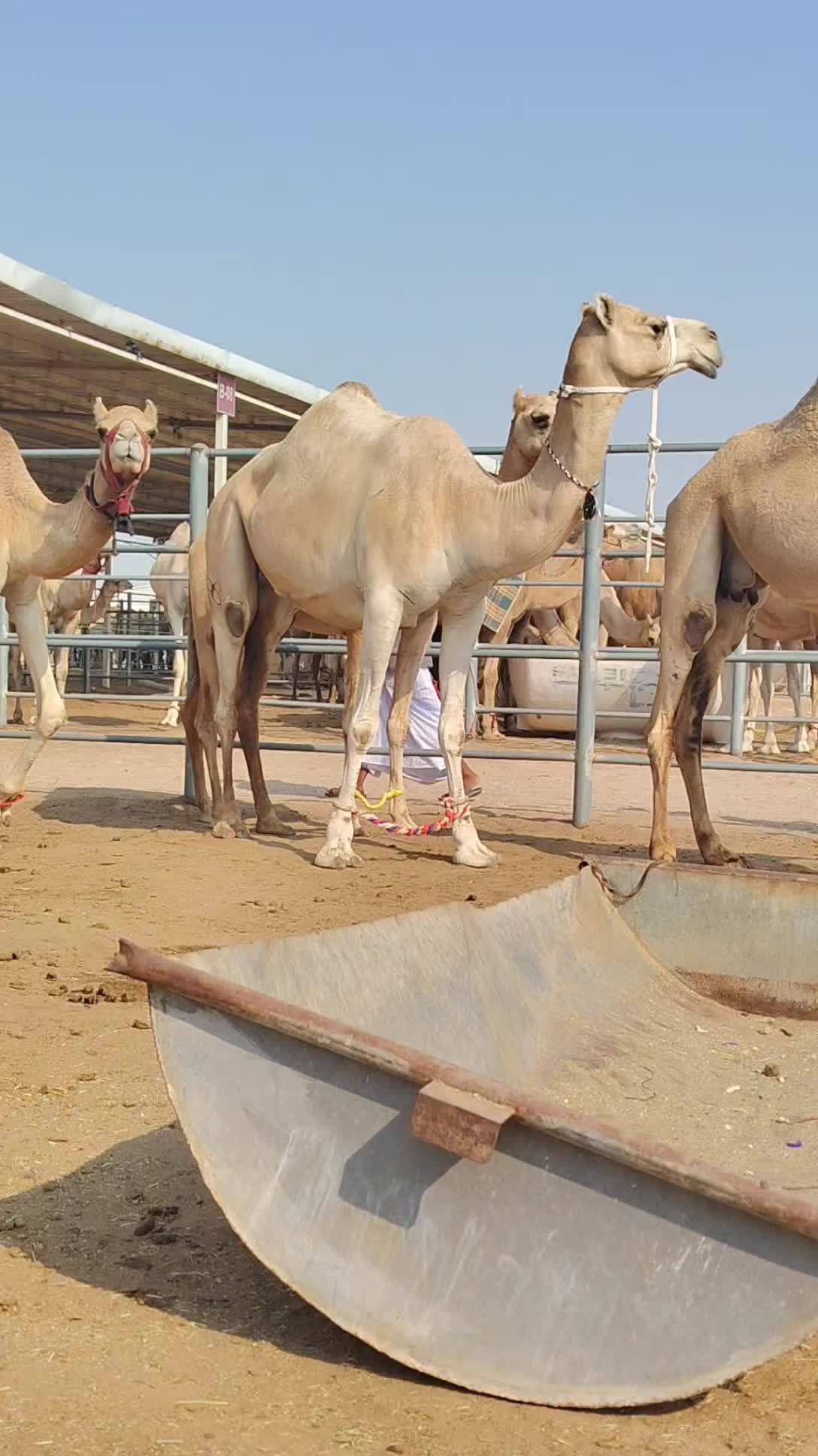 عشراء - 2