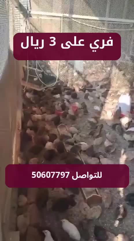 فري  - 1